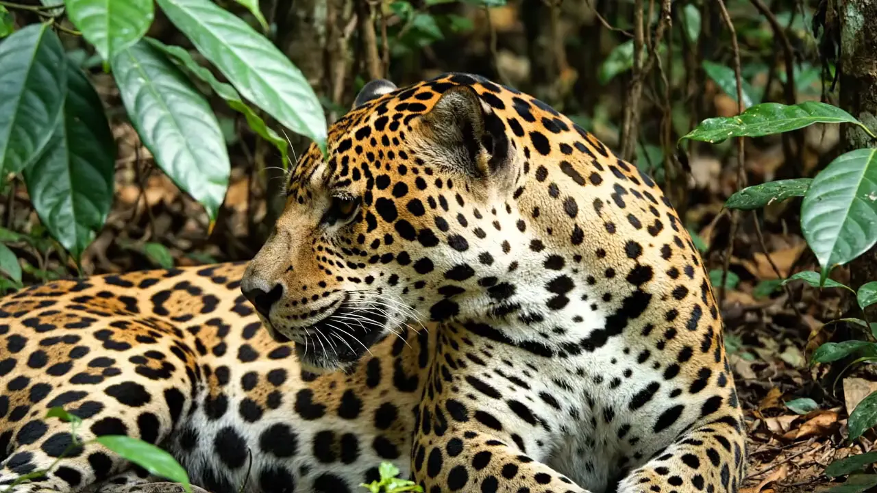 A jaguar in a jungle, an example frame from a video workflow