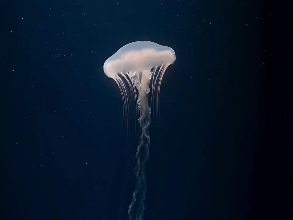 A luminous jellyfish drifting through deep blue water